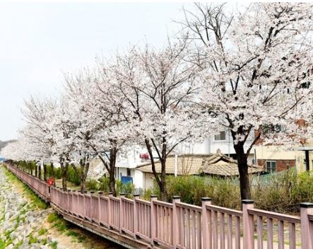 파주 벚꽃