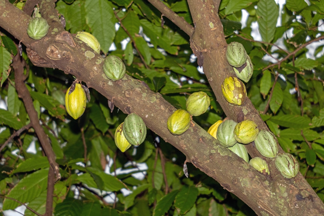 KakaoPay