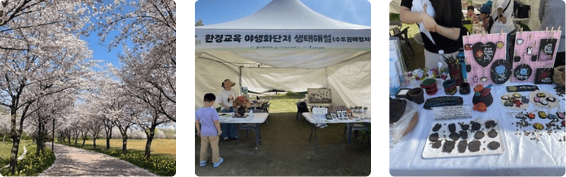 인천 드림파크 벚꽃길