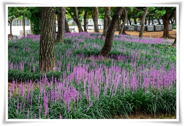 화초 "맥문동" 사계절 내내 우아한, 척박한 땅에서도 꽃 피우는 생명력!