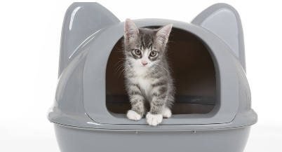 화장실에 가는 고양이.