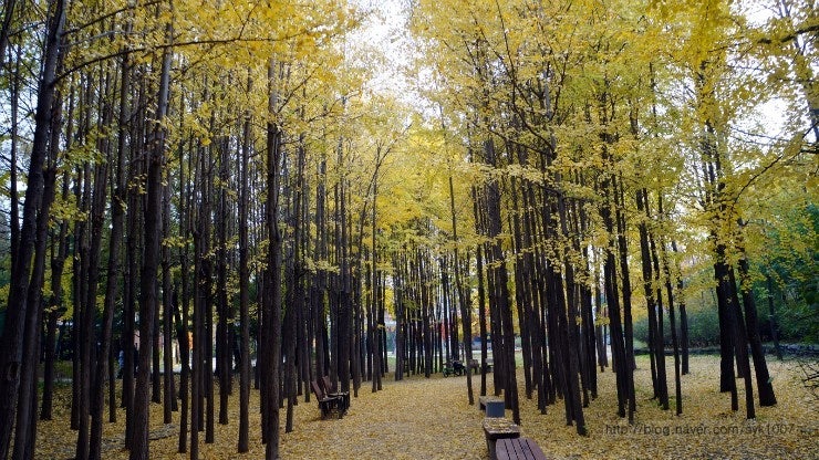 수도권 수목원 중 서울숲