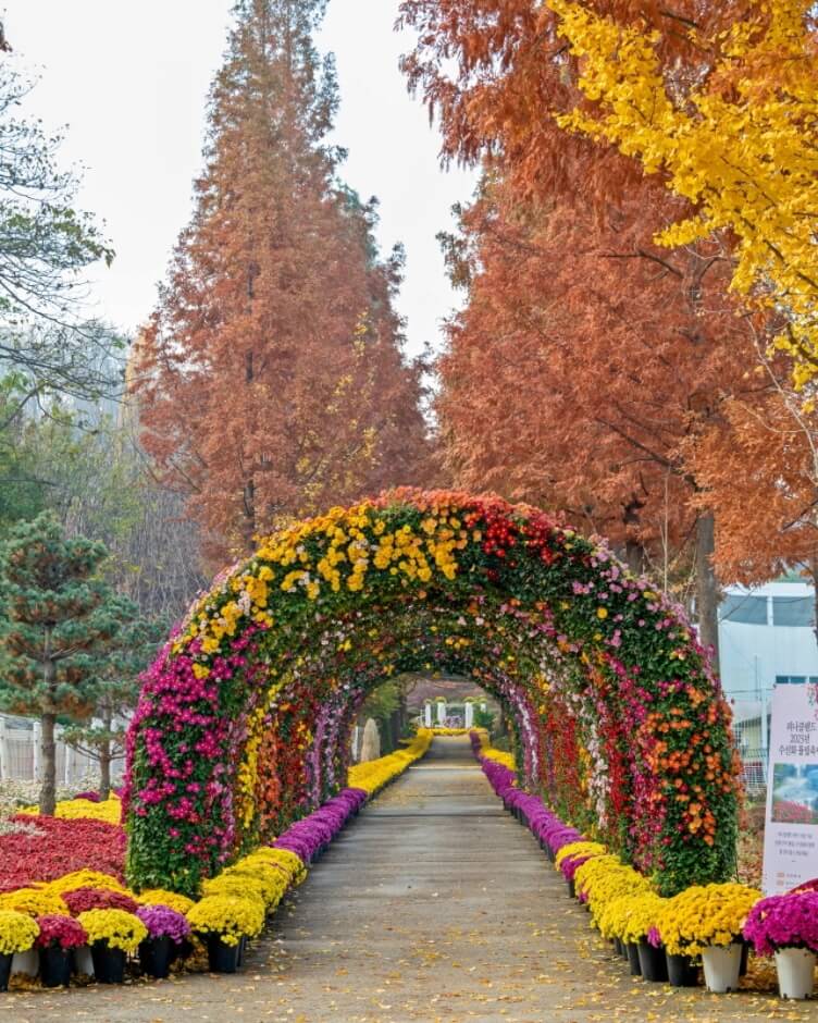 삼천만송이 국화1