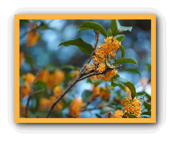 금목서 향기와 꽃말