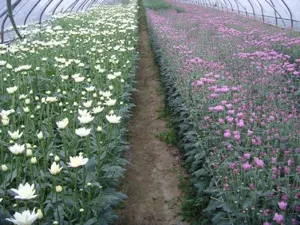 국화 재배 절화용 키우기 생장 조절 개화 유도_6