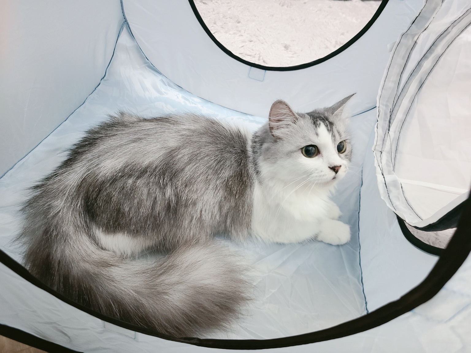 딩동펫 고양이 큐브 터널하우스 큐브안에 들어간 고양이 먼치킨숏레그