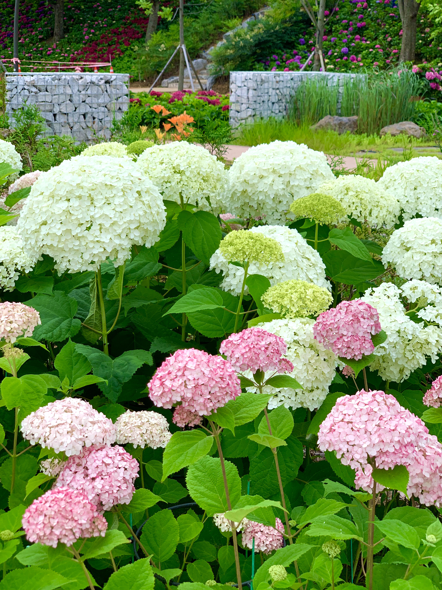 구미다온숲 수국핀 모습입니다.