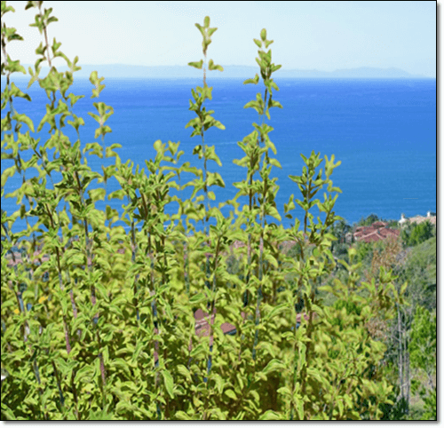 마조람 채취 시기