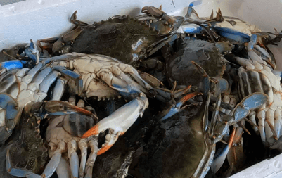 이탈리아 푸른 꽃게