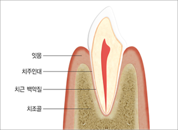 치주조직 모식도