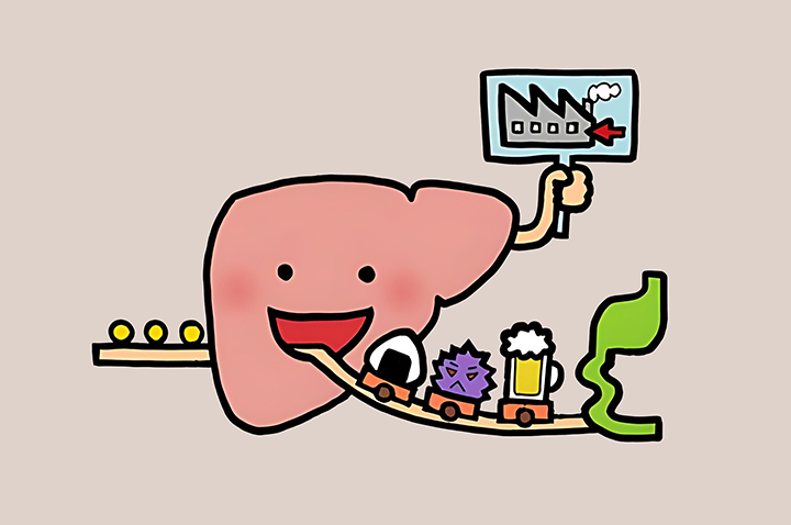 간-해독-및-기능-회복
