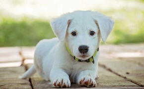 강아지가 삶은 순대나 간을 먹어도 될까? (배달 족발)