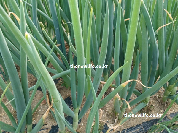 대파 효능의 위벽 보호 성분인 끈적한 만난 액이 선명하게 보이는 대파 실물 단면 이미지