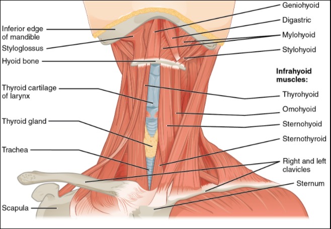 목이 따끔거리는 증상 02