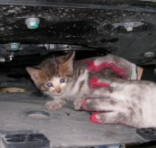 겨울철 차량 고양이