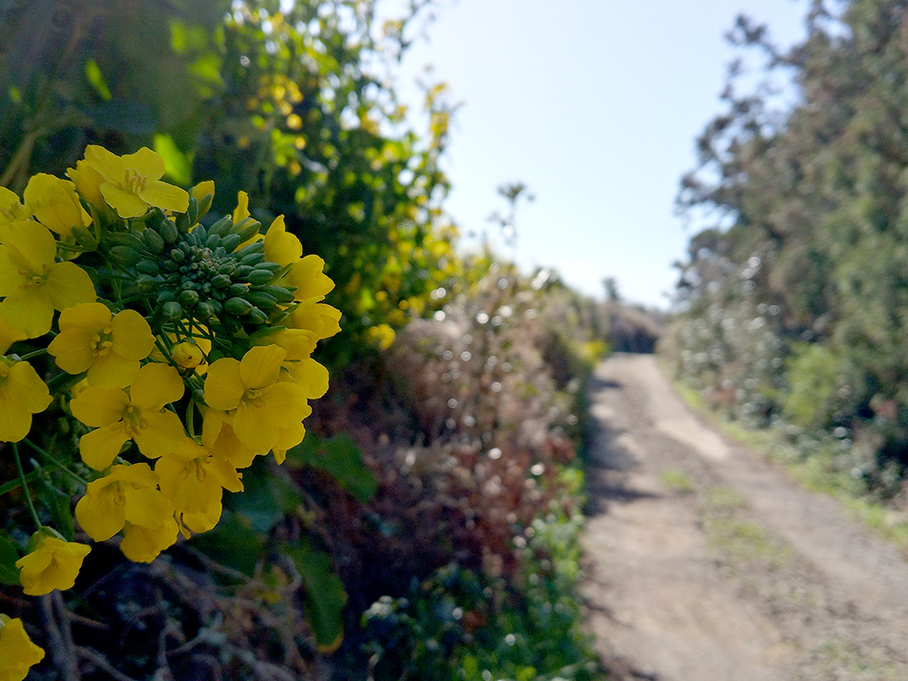 올레9코스, 대평포구에서 화순금모래해수욕장까지