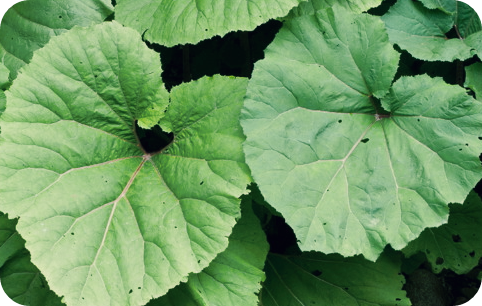 축농증에-좋은-음식-마늘