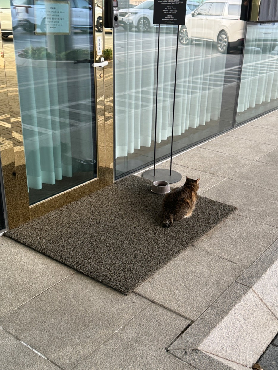 전통황실양고기 건물앞 고양이