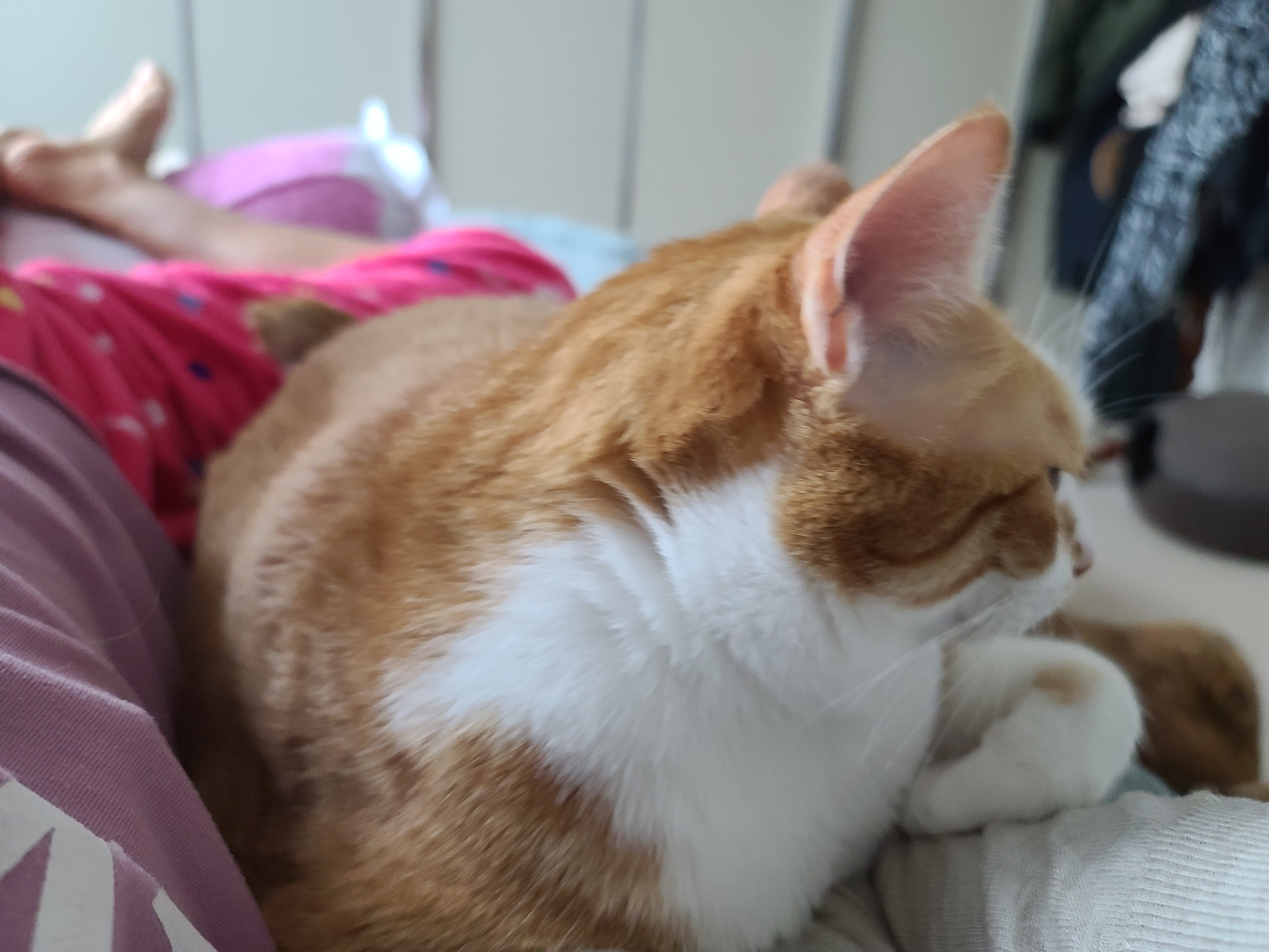 고양이 허피스 바이러스