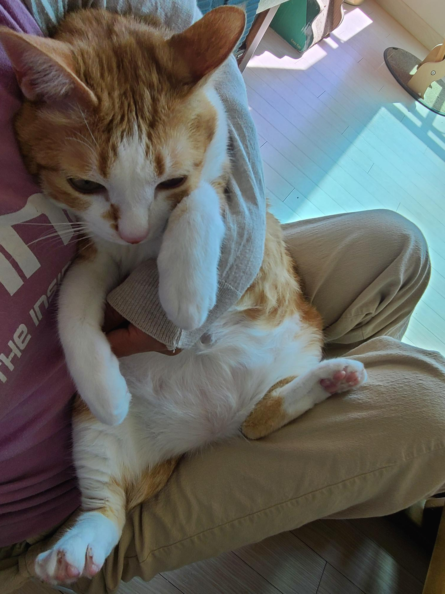 우리집 고양이들 발톱깎을때. 고양이 발톱깎기. 레벨1 vs 보스급. 중간이 없어..