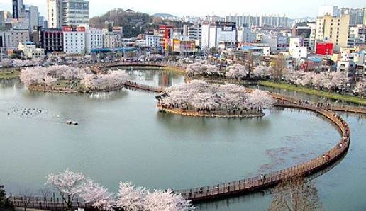 광주 벚꽃