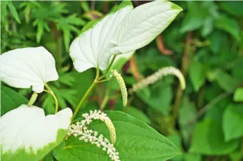 삼백초 효능 및 영양성분&amp;#44; 주의점