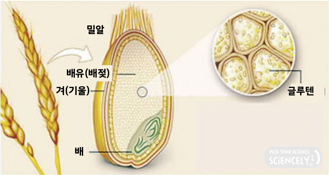 곡물 밀 해부도 단면도, 식물 해부학, 배, 배유, 배젖, 겨, 밀겨, 밀기울, 기울, 밀알, 글루텐