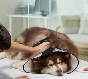 강아지 림프종 증상 몸에 혹이 생기는 원인, 항암치료 후기