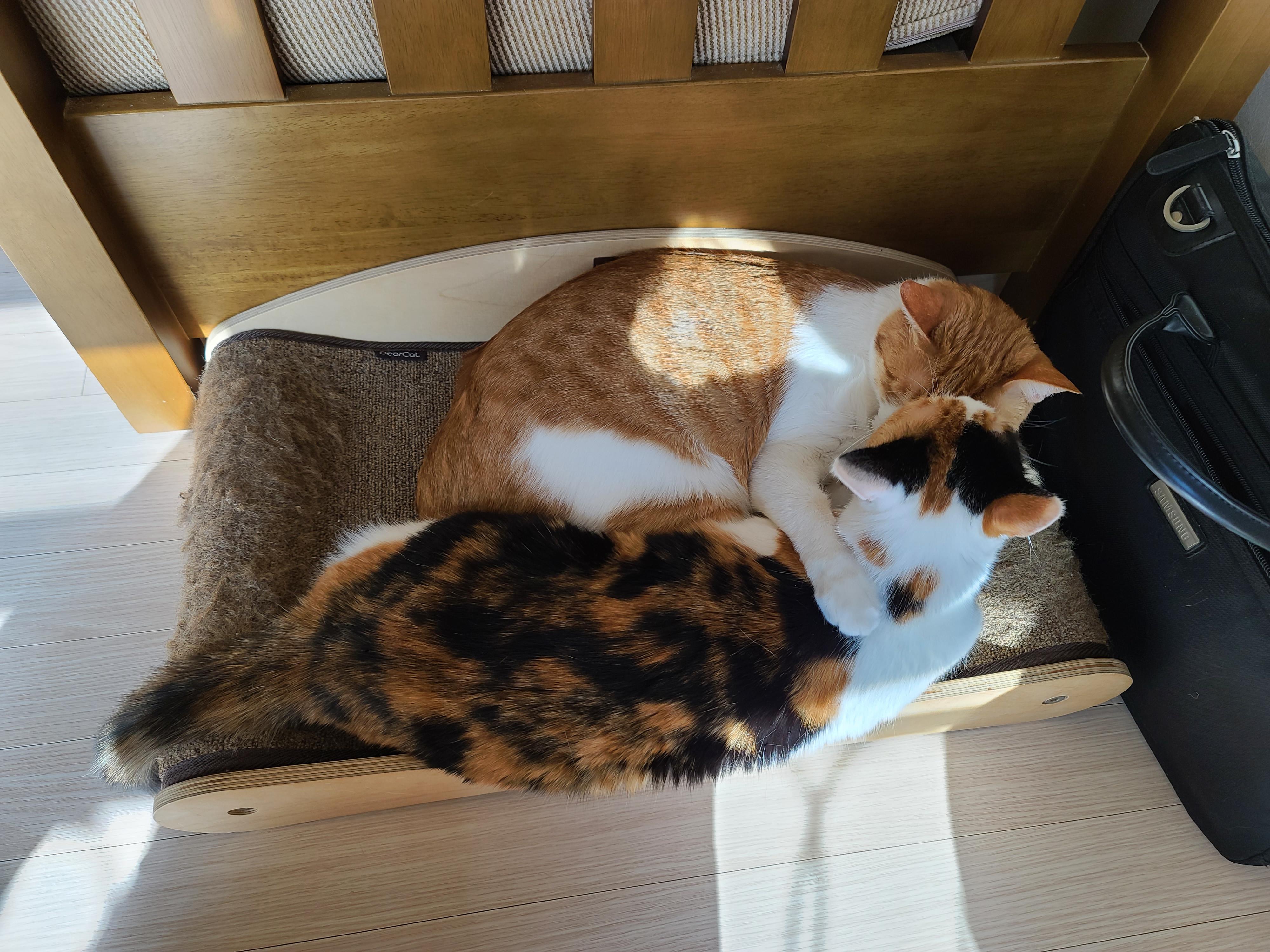 사이좋은 고양이들. 우리집 1호, 2호 공식 커플.