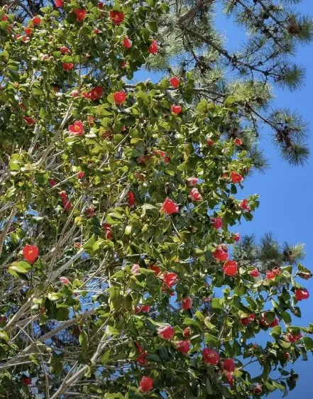 부산-해운대-동백섬