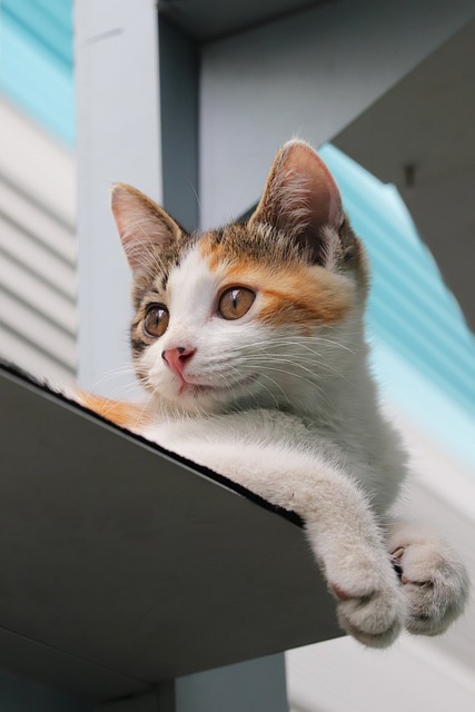 고양이 사료 추천 및 주의사항