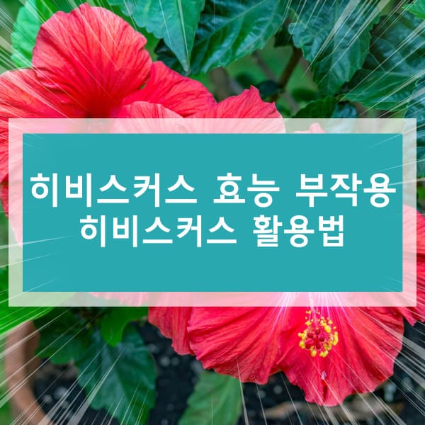 히비스커스 효능 부작용