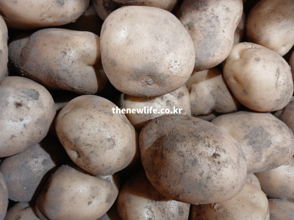 하루 2개 섭취로 성인 일일 비타민C 권장량을 채울 수 있어 감기 예방과 항산화 작용에 도움을 주는 영양 가득한 실물 감자 사진