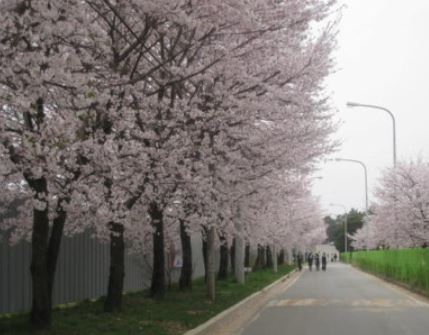 안성 벚꽃