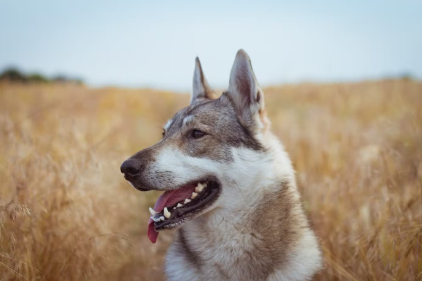 개들은 늑대에 뿌리