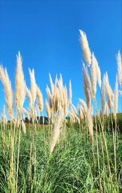 양주 나리공원(농원) 천일홍 축제_갈