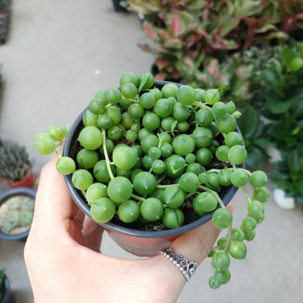 욕실인테리어 공기정화식물 녹영