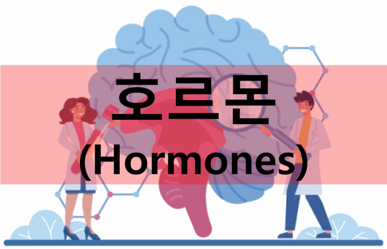 호르몬 MAIN