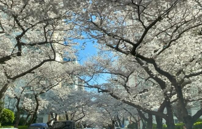 벚꽃축제 /부산 벚꽃 드라이브 코스 /숨은 벚꽃명소