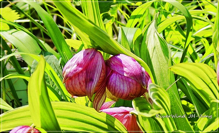 노고단 야생화 복주머니 꽃