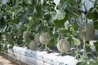 멜론 재배 수정 관리 당도 올리기 비가림 요령_7