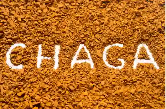 차가버섯 효능효과 영양성분 주의점