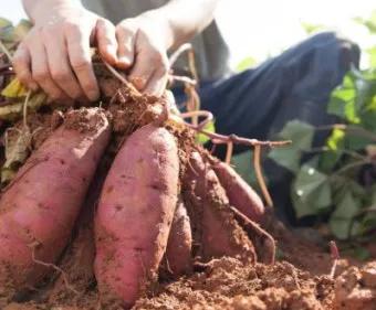 중부지방 고구마 수확시기 핵심 체크_12