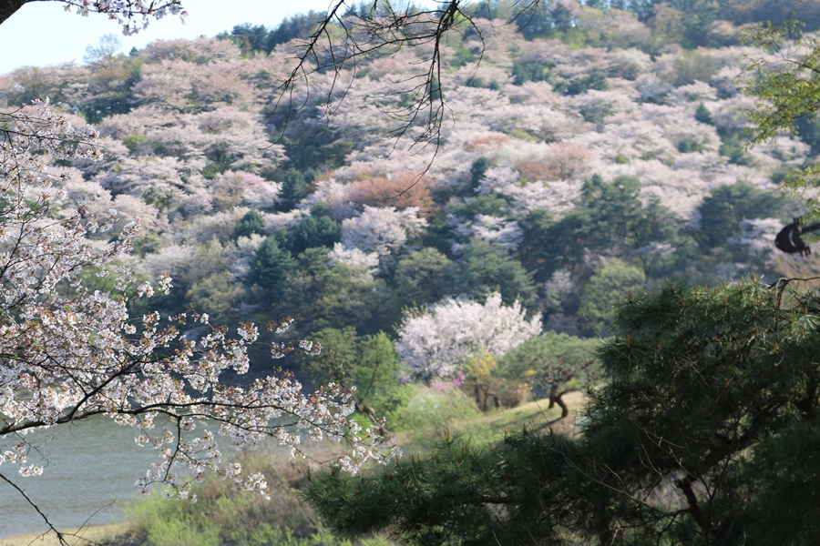 벚꽃길가든 제주 벚꽃길 벚꽃길부엌 벚꽃길휴게소 하동 벚꽃길 대청호 벚꽃길 개금벚꽃길용인 마운틴캠핑장 벚꽃 용인 벚꽃 개화 용인 벚꽃캠핑 용인 벚꽃 명소 용인 봉봉캠핑장 벚꽃 용인 반딧불이캠핑장 벚꽃 용인 벚꽃 개화시기 용인 반딧불캠핑장 벚꽃 용인 싱글벙글캠핑장 벚꽃 용인 벚꽃캠핑장 경기도 벚꽃 시기 경기도 광주 벚꽃 개화시기 경기도 벚꽃축제 경기도 벚꽃 글램핑 경기도 벚꽃캠핑 청평 캠핑장 당일치기 캠핑장 경기도 벚꽃 개화시기 충주 오토캠핑장 경기도 광주 벚꽃 어린이캠핑장 캠핑카 캠핑장 폐교 캠핑장 철원 캠핑장 동해 오토캠핑장 벚꽃축제진해 벚꽃관광 창원 벚꽃 명소 