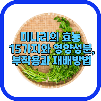 미나리의 효능 15가지와 영양성분, 부작용과 재배방법