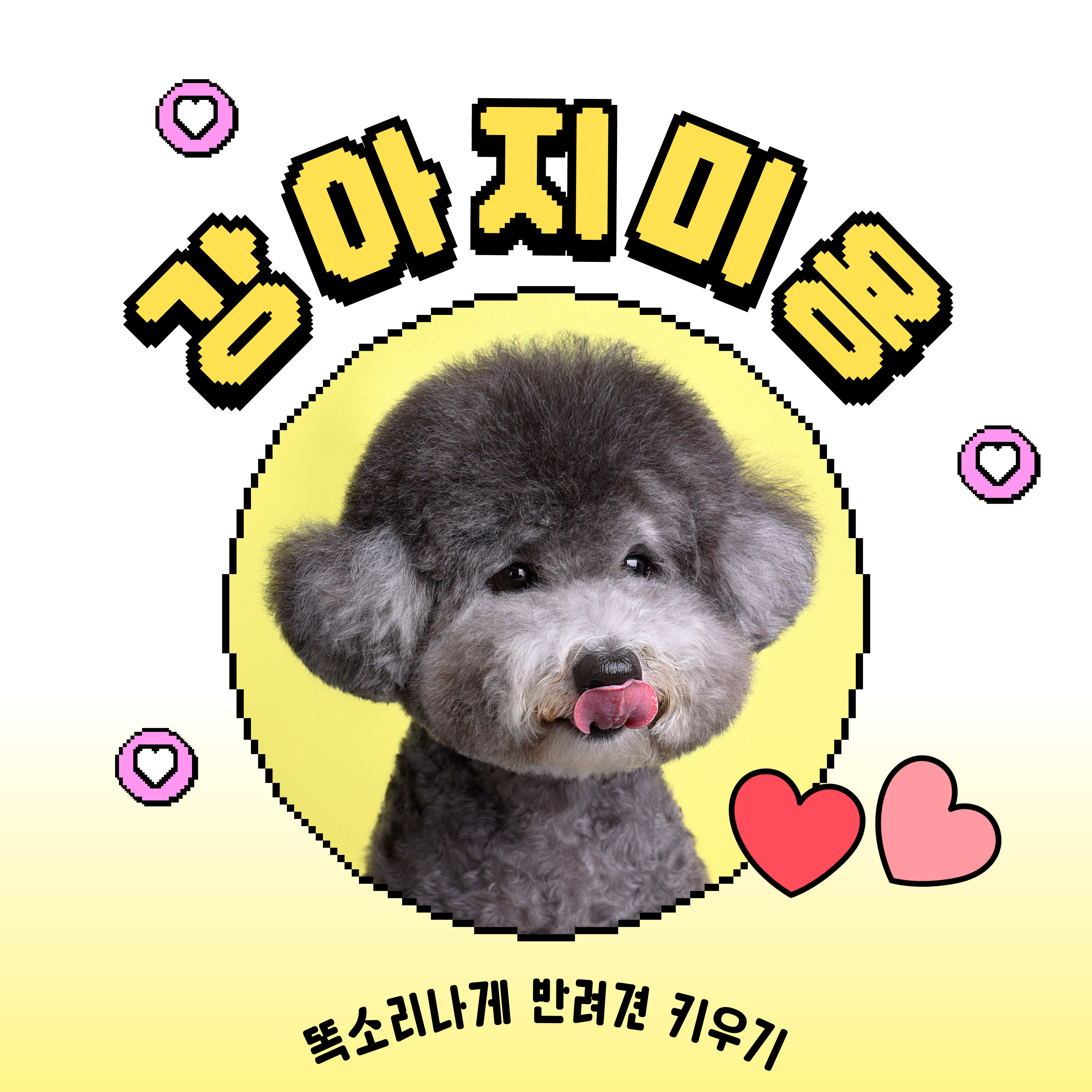 강아지 미용 필수견종 미용주기 미용비용 스트레스