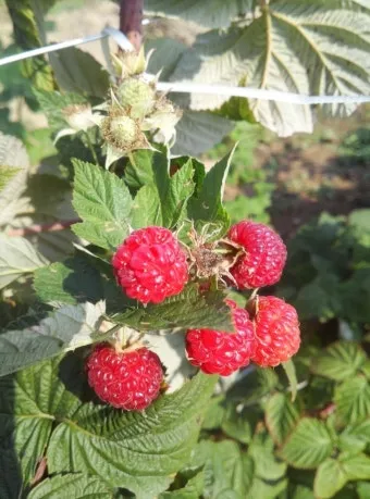 블랙라즈베리 재배 순 지르기 지지대 관리 겨울 보온_11