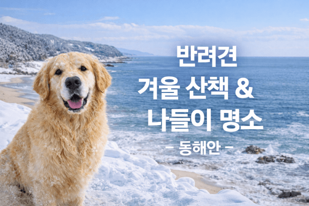 동해안 반려견 겨울 나들이 명소, 강아지와 함께 걷기 좋은 바다 산책 코스