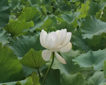 무안 연꽃축제24
