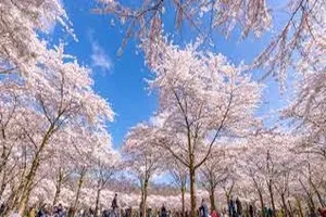 벚꽃